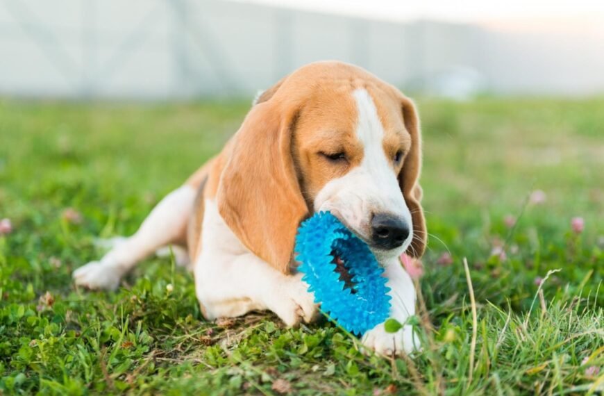 Chew Toys for Dogs for Safe Play and Everyday Enrichment